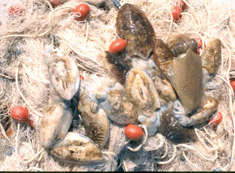 pesce.gif