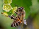 I rapporti di Legambiente e WWF sulla biodiversità