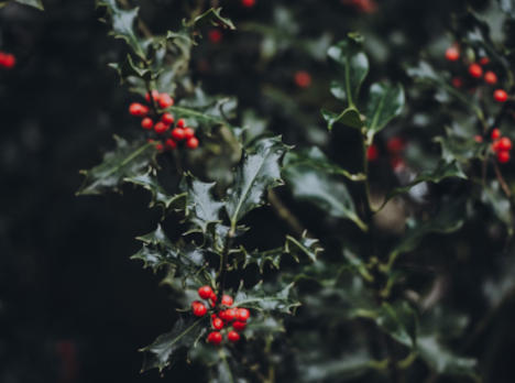 Sostenibilità ambientale e festività