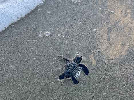 Tartarughe marine: nel 2025 record storico dei nidi in Toscana e in Italia 