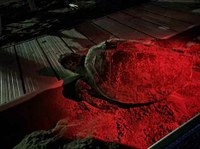 È l'estate dei record per i nidi di tartarughe marine in Toscana