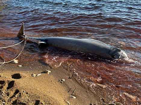 Spiaggiamenti di cetacei in Toscana
