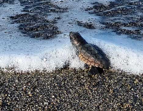 Tartarughe marine: la nidificazione in Toscana nel 2021
