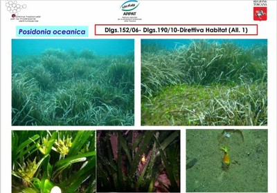 posidonia