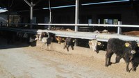 Allevamento intensivo di bovini da carne: controllo di ARPAT a Santa Luce (Pisa)