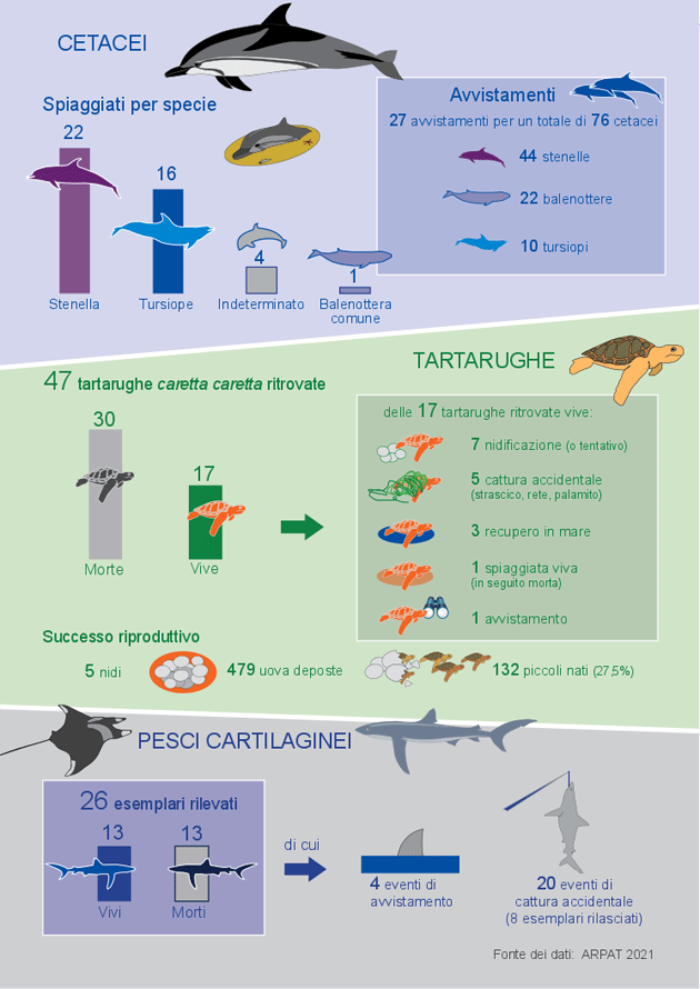 infografica