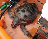 tartaruga caretta 