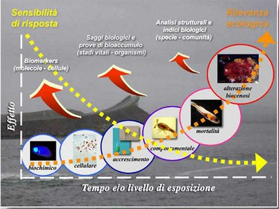 grafico rilevanza ecologica