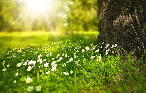 Ambiente, biodiversità, ecosistemi entrano nella Costituzione: l'iter parlamentare