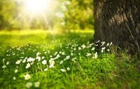 Ambiente, biodiversità, ecosistemi entrano nella Costituzione: l'iter parlamentare