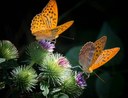 Europa: proposta della Commissione europea per ripristinare la natura 