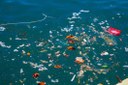 Legge Salvamare: le ricadute importanti a sostegno della vita marina secondo Marevivo Onlus
