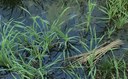 Canale Collettore dell’Usciana: intervento ARPAT per acqua scura e maledorante
