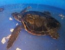 La tartaruga Caretta caretta "Pan" è tornata in mare