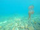 Livorno: avvistate centinaia di meduse lungo la costa 