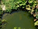 Serravalle Pistoiese: esiti sopralluogo sul torrente Stella