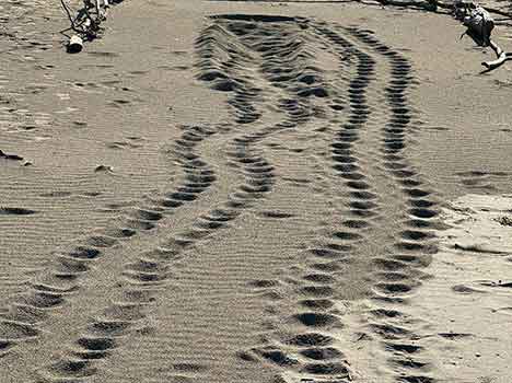 La stagione di nidificazione di Caretta caretta entra nel vivo