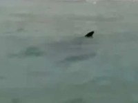 Manta mediterranea: l'intervento di ARPAT