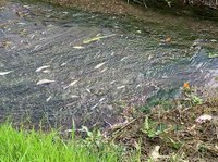 Monsummano Terme (PT): intervento ARPAT sul Fosso Candalla