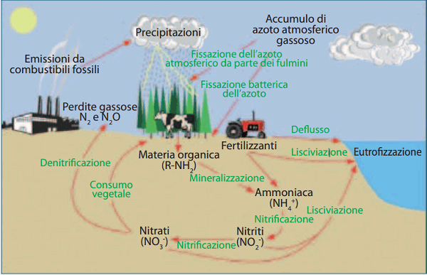 ciclo dell'azoto, nitriti e nitrati