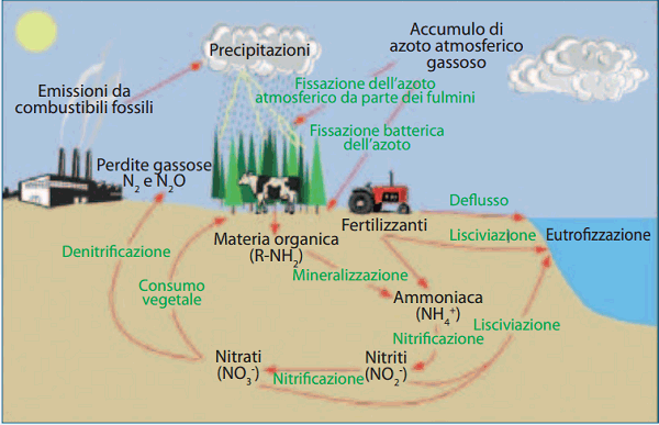 ciclo-azoto.gif