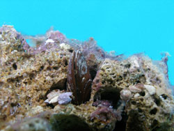 Dattero di mare nella roccia