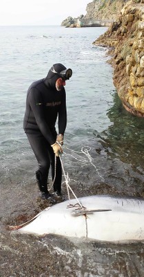 Operazioni di recupero di un delfino spiaggiato