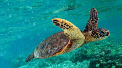 tartaruga caretta caretta