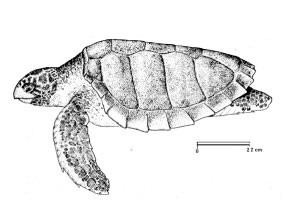caretta-disegno.jpg