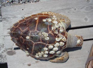 caretta-foto.jpg