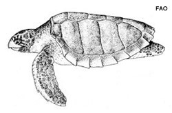 caretta-menu.jpg
