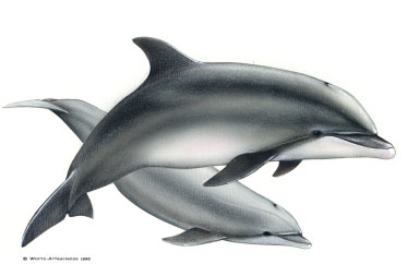 tursiope-disegno.jpg