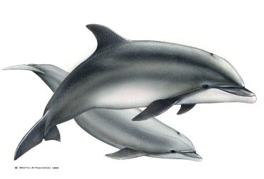 tursiope-disegno.jpg