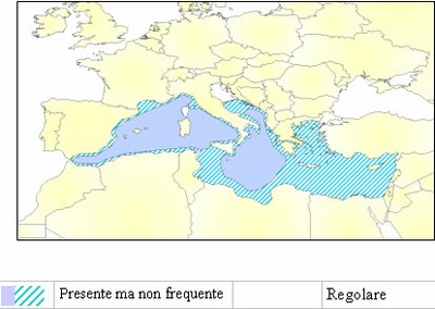 tursiope-mappa.jpg