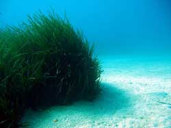 prateria di posidonia