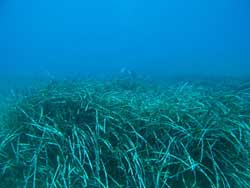 prateria-posidonia