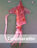 calamaretto