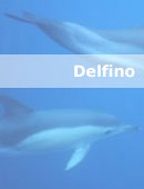 delfino