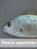 pesce sparlotto