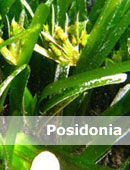 posidonia