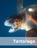 tartaruga