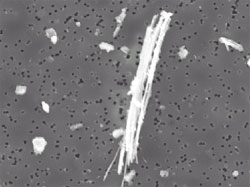 am_fibra_microscopio.jpg