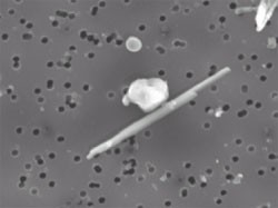am_fibra_microscopio2.jpg