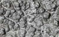 ar_image101.jpg