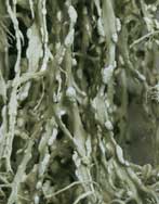 Ramalina farinacea