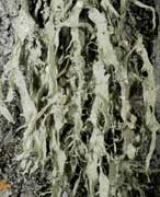 Ramalina fraxinea