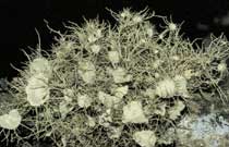 Usnea florida