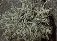 Usnea hirta