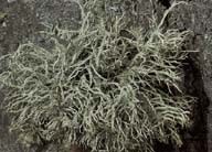 ar_image107.jpg