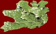 ar_image158.jpg